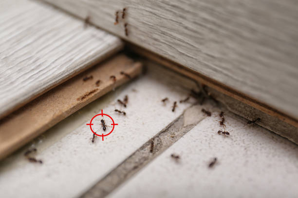 Best Bed Bug Extermination  in Norton Center, MA