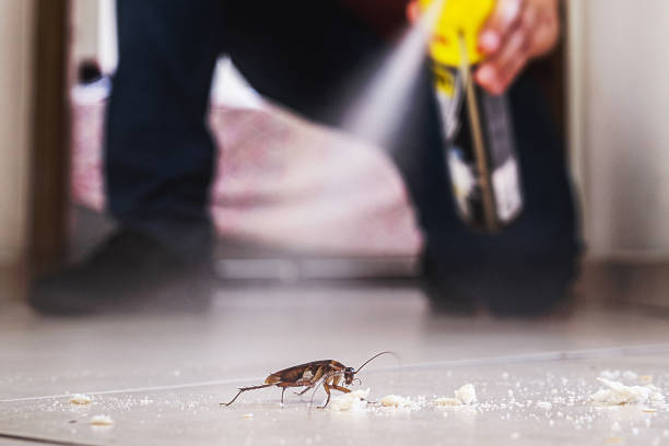 Best Termite Control Services  in Norton Center, MA